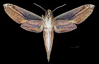 Male ventral