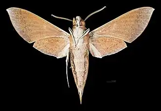 Male ventral