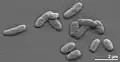 Thermodesulfatator indicus