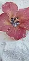Flower, Tumon beach, Guam
