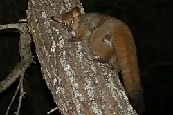 Brown galago