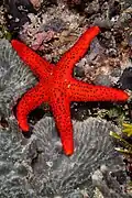 Fromia milleporella at Wakatobi National Park, 2018