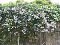 Habit, growing on a fence