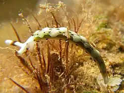 Thuridilla decorata
