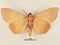 Male, ventral view