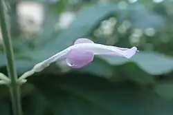 Close-up of flower