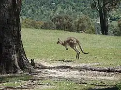 Eastern grey kangaroos