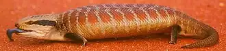 Zentralaustralischer Blauzungenskink