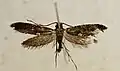 Pinned specimen