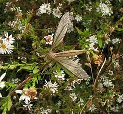 T. paterifera
