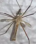 T. vestigipennis male specimen