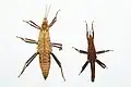 Pair from dorsal
