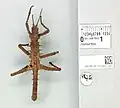 Male from the NHM from dorsal