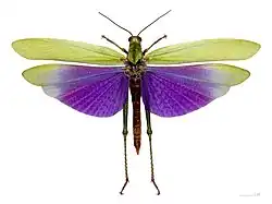 Lubber grasshopper, Titanacris albipes, has deimatically coloured wings, used to startle predators.