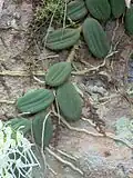 Growing near West Head in Ku-ring-gai Chase N.P.