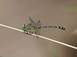 Male, side view