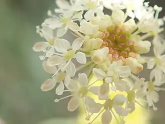 flower head