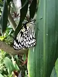 Idea leuconoe