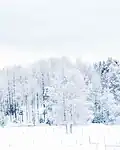 A tree in Tyresta National Park, covered in snow during the winter of 2018-19.