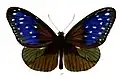 male dorsal view