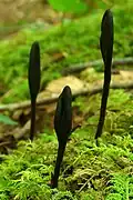 Trichoglossum hirsutum