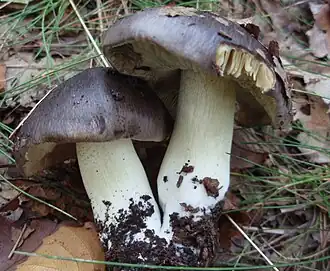 Fruiting bodies