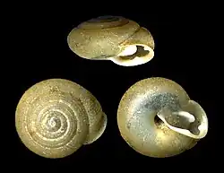 Trilobopsis loricata