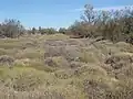 Spinifex Country, Yelarbon, 2019