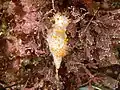 Triopha catalinae on red coralline algae in a tide pool in Central California