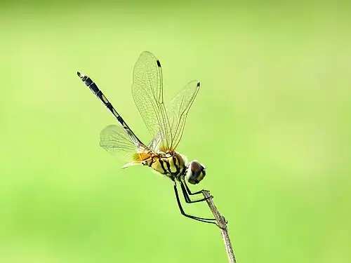 male