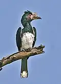 Female in southern Zambia