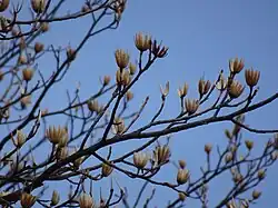 Fruit