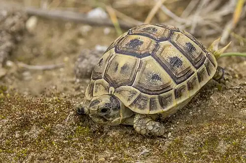 juvenile T. g. nabeulensis in Tunisia