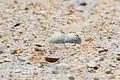 The eggs are speckled and generally blend well with the sandy surface.