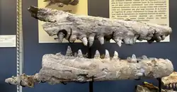 A photograph of a partial mosasaur skull