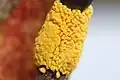 Pollen