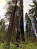 Mother of the Forest