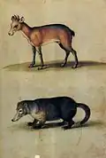 Red Hartebeest and Mountain Coati