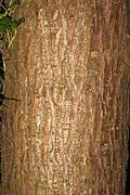 Ulmus FL025 Bark of Cams Bay tree