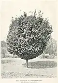 Ulmus minor 'Umbraculifera', State Nursery, Campbelltown, NSW