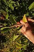 Corky twig of Ulmus macrocarpa, Siberia