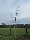 'Retiro' sapling, with typical arching stem