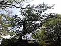 Putative 'Tortuosa' Host, Calton Hill Park, Edinburgh