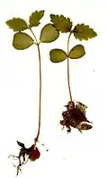 U. minor seedlings