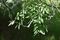 Foliage of pendulous U. parvifolia in Eastwoodhill Arboretum, New Zealand (2017)