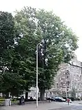 U. × hollandica, Gayfield Square, Edinburgh