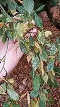 Leaves