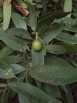 An unripe bay nut