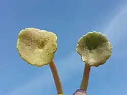 ""