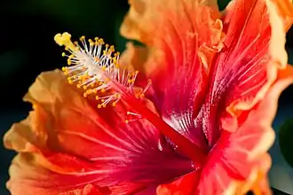 One of the many flowering plants